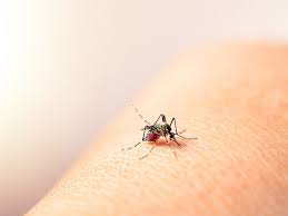 mosco-dengue